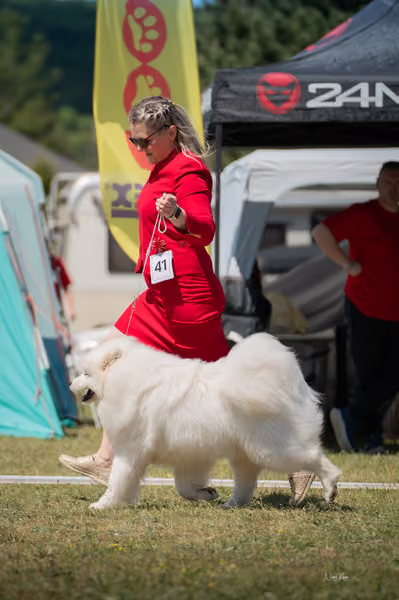 Samojed klub SK – Junior