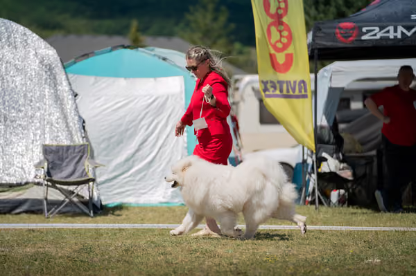 Samojed klub SK – Junior