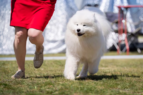 Samojed klub SK – Junior