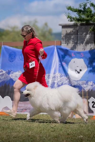 Samojed klub SK – Junior