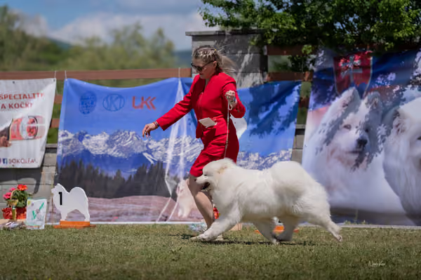 Samojed klub SK – Junior