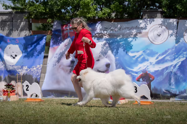 Samojed klub SK – Junior