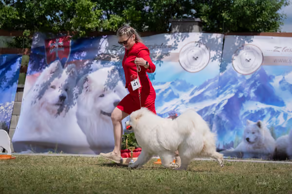 Samojed klub SK – Junior