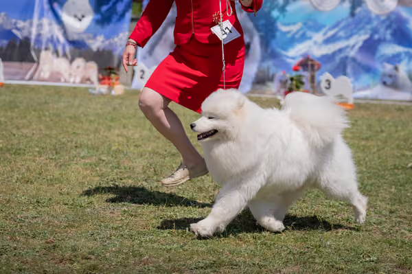 Samojed klub SK – Junior