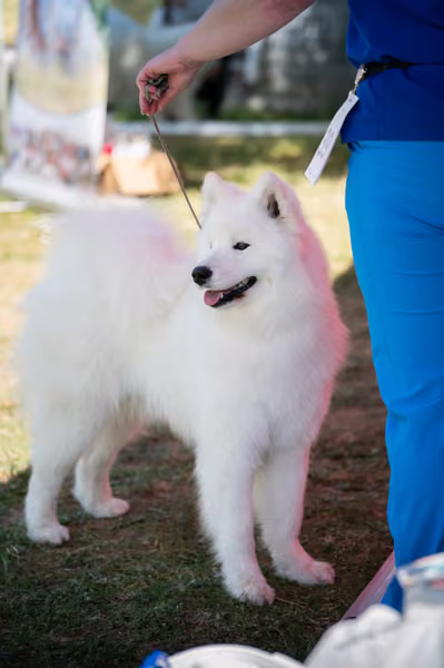 Samojed klub SK – Junior