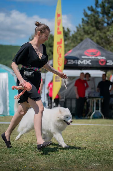 Samojed klub SK – Junior