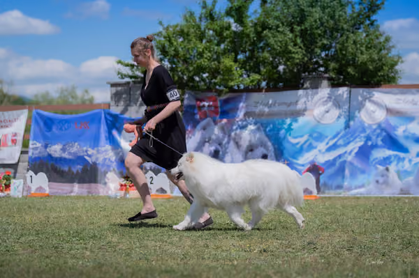 Samojed klub SK – Junior