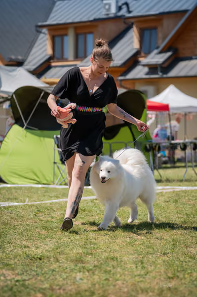 Samojed klub SK – Junior