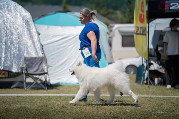 Samojed klub SK – Junior