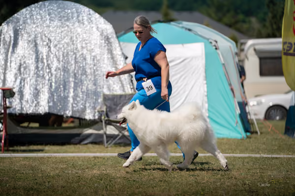 Samojed klub SK – Junior