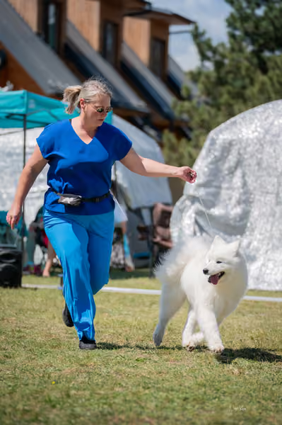 Samojed klub SK – Junior