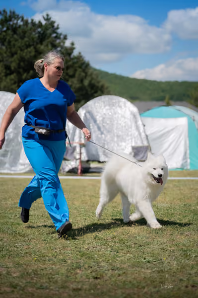 Samojed klub SK – Junior