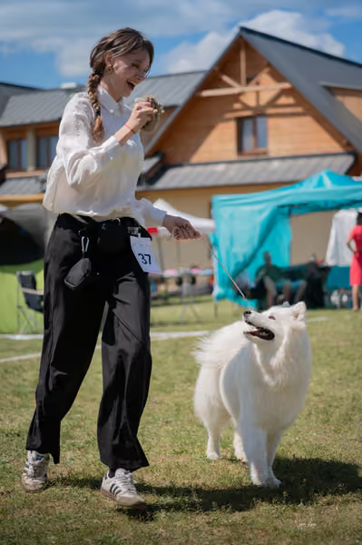Samojed klub SK – Junior