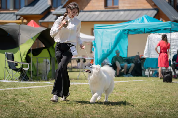 Samojed klub SK – Junior