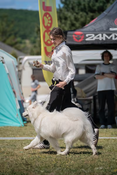 Samojed klub SK – Junior
