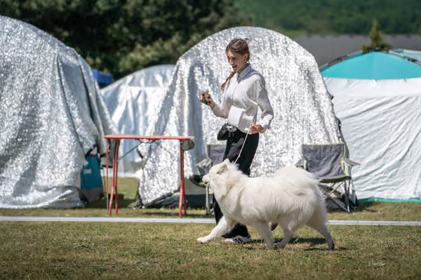 Samojed klub SK – Junior