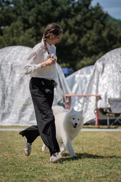 Samojed klub SK – Junior