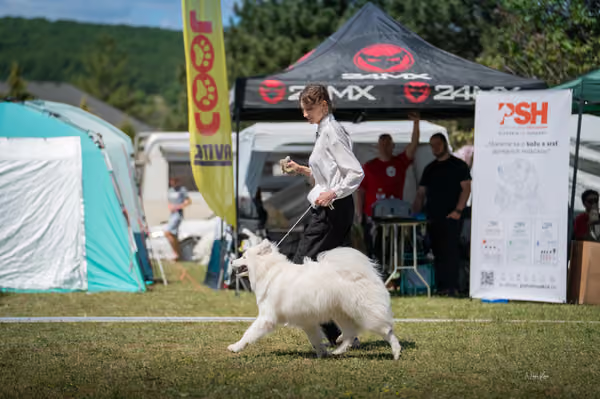 Samojed klub SK – Junior