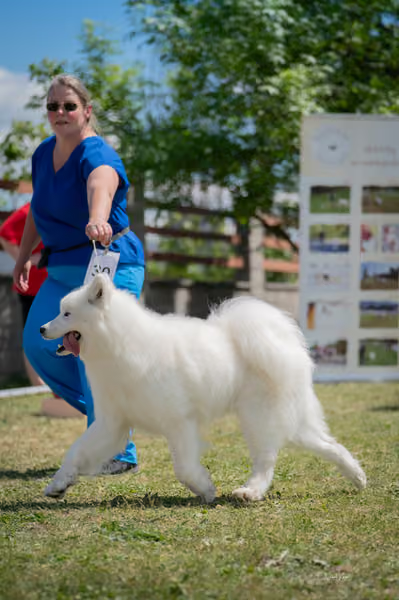 Samojed klub SK – Junior