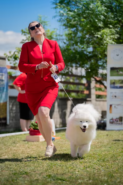 Samojed klub SK – Junior