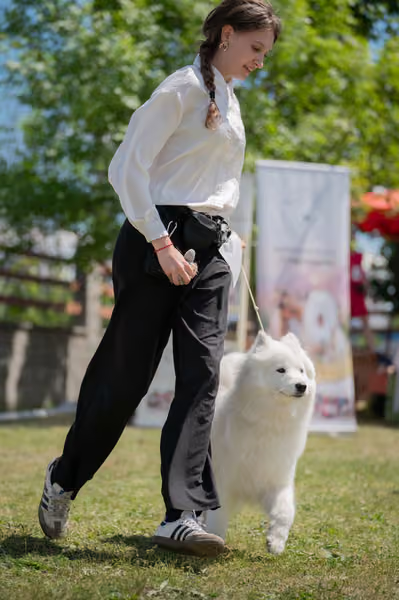 Samojed klub SK – Junior