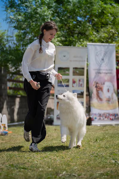 Samojed klub SK – Junior