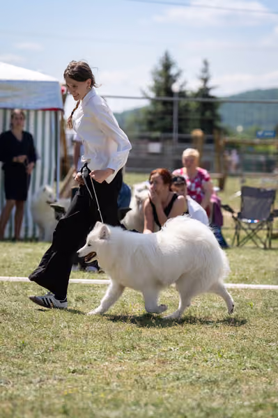 Samojed klub SK – Junior