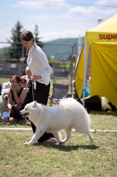 Samojed klub SK – Junior