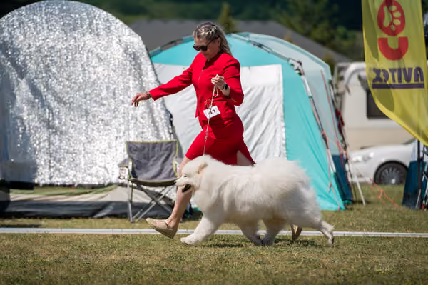 Samojed klub SK – Junior