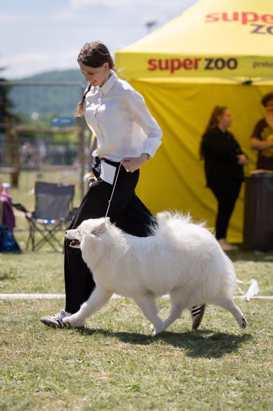 Samojed klub SK – Junior