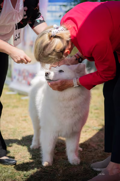 Samojed klub SK – Intermediate