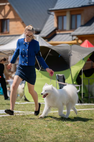 Samojed klub SK – Intermediate