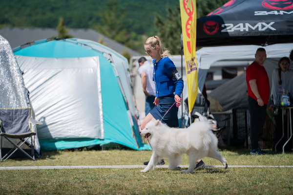 Samojed klub SK – Intermediate