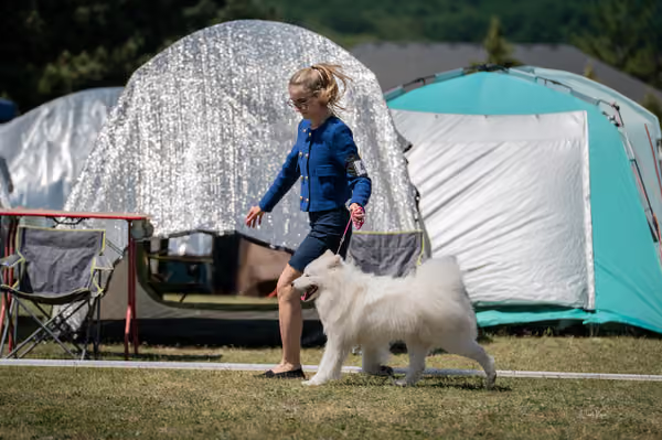 Samojed klub SK – Intermediate