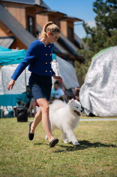 Samojed klub SK – Intermediate