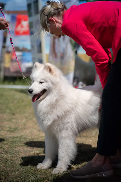 Samojed klub SK – Intermediate