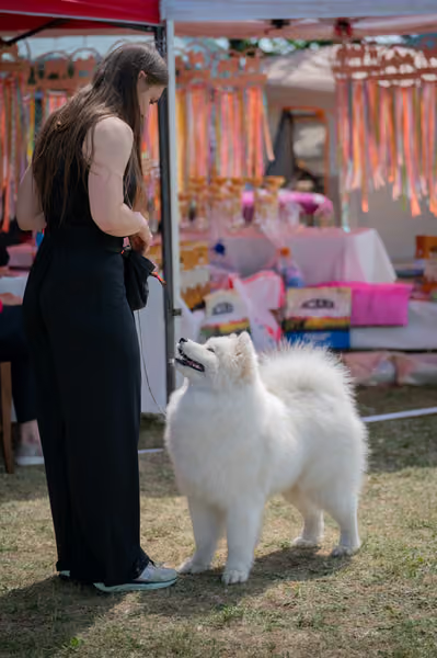 Samojed klub SK – Intermediate