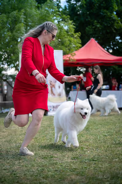Samojed klub SK – Intermediate
