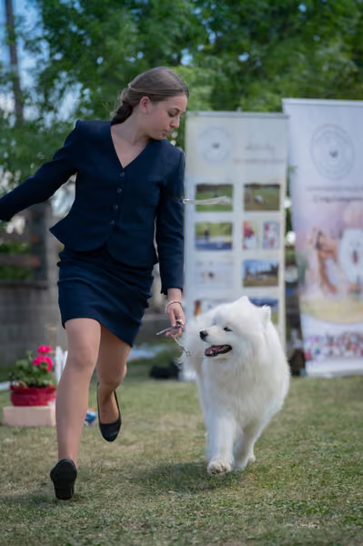 Samojed klub SK – Intermediate