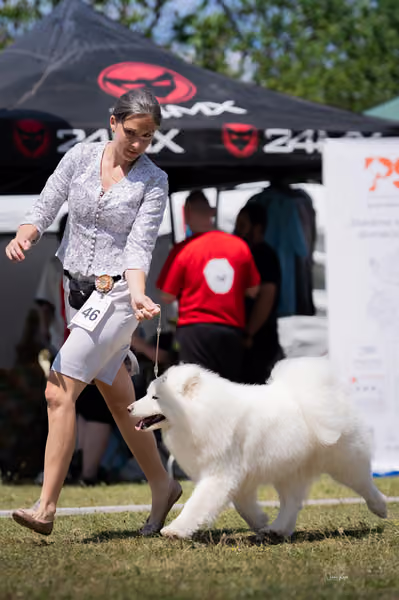 Samojed klub SK – Intermediate