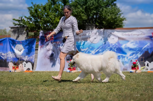 Samojed klub SK – Intermediate