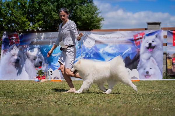 Samojed klub SK – Intermediate