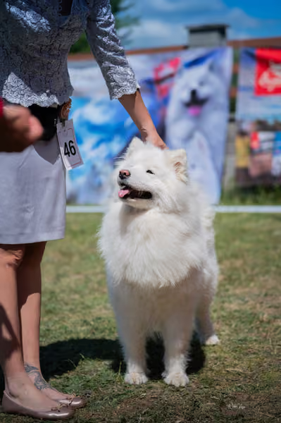 Samojed klub SK – Intermediate