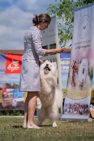 Samojed klub SK – Intermediate