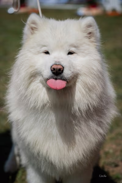 Samojed klub SK – Intermediate