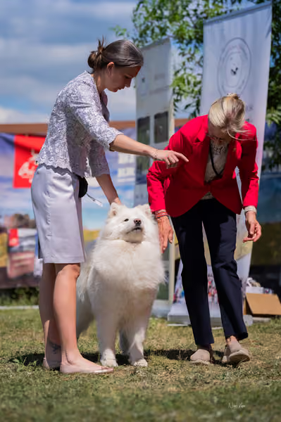 Samojed klub SK – Intermediate