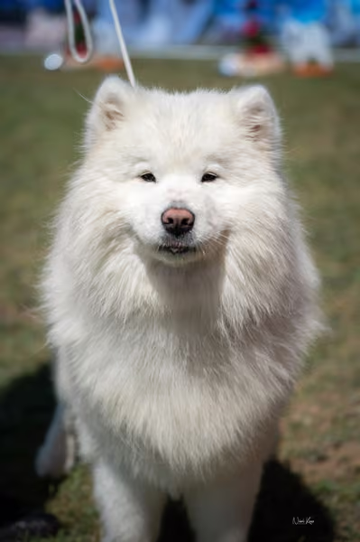 Samojed klub SK – Intermediate