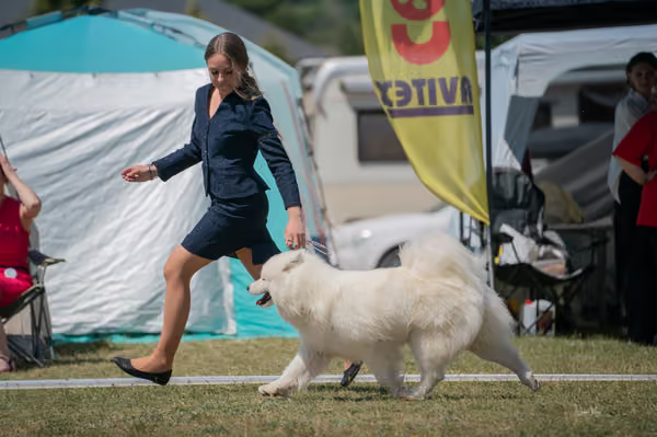 Samojed klub SK – Intermediate
