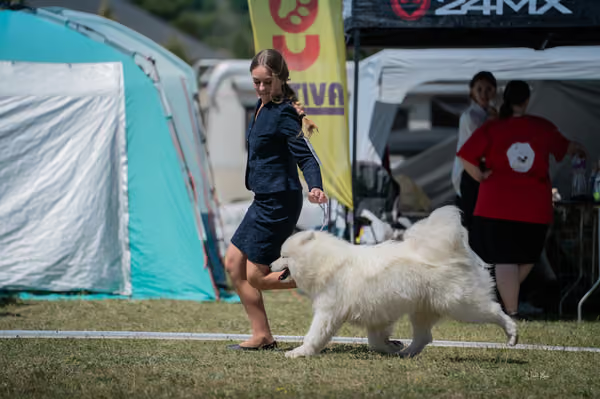 Samojed klub SK – Intermediate