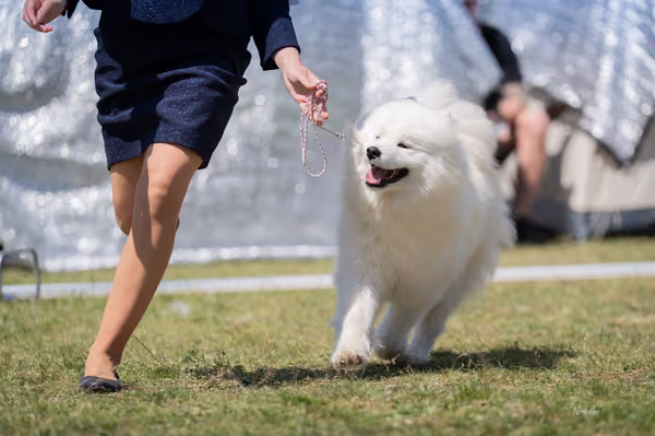 Samojed klub SK – Intermediate